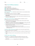 10_4 Cell Differentiation