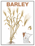 Barley - Minnesota Ag in the Classroom
