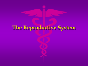 The Reproductive System