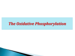 Oxidative phosphorylation RESP312