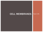 Membrane Structure File