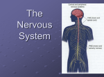 Functions of the Nervous System