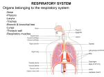 The lungs