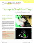 Syncope in Small-Breed Dogs