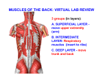 muscles of the back: virtual lab review