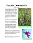 Purple Loosestrife - Langlade County, Wisconsin