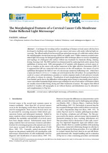 e Morphological Features of a Cervical Cancer Cells Membrane