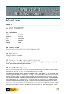 Solenopsis richteri - Ministry for Primary Industries