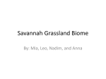 Savannah Grassland Biome - Fitz