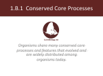 1.B.1 Conserved Core Processes
