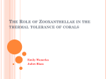 The Role of Zooxanthellae in the thermal tolerance of corals