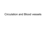 Circulation and Blood Vessels File