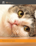 Feline Cancer Types - Morris Animal Foundation