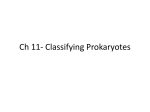 Ch 11- Classifying Prokaryotes
