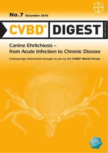 Canine Ehrlichiosis – from Acute Infection to Chronic Disease