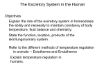 Temperature regulation in humans