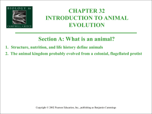 Animal Evolution - Biology Junction