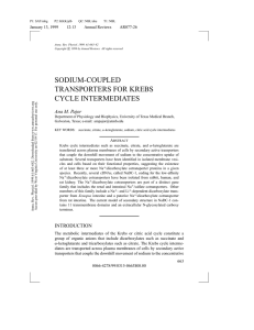 SODIUM-COUPLED TRANSPORTERS FOR KREBS CYCLE