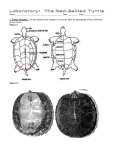 Introduction to the Project and Turtle Biology