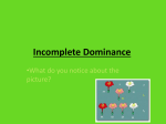 Incomplete Dominance