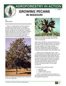 Growing Pecans in Missouri