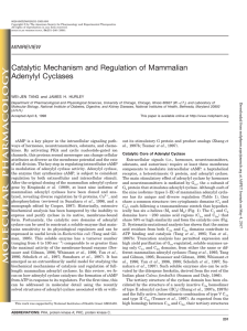 Catalytic Mechanism and Regulation of Mammalian Adenylyl Cyclases