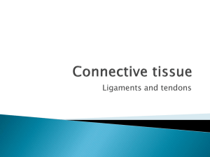 Connective tissue