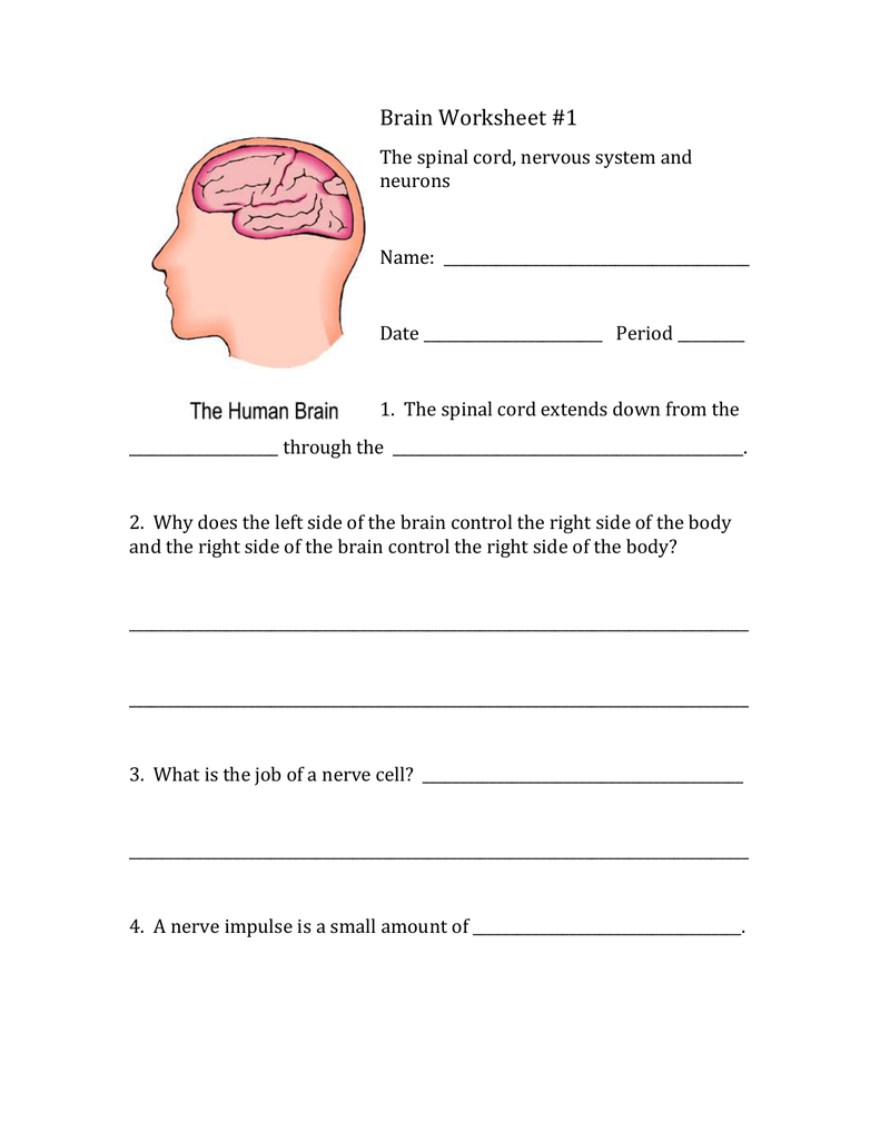 Worksheets Brain Worksheet docx brain worksheet 1