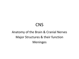 Brain Anatomy - Seattle Central College