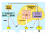 Cellular Respiration