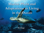 Marine Phyla and Adaptations