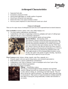 Arthropod Characteristics