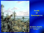 Gymnosperm fossils