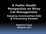 A Public Health Perspective on Stray Cat Management