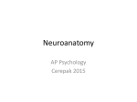 Neuroanatomy PP - Rincon History Department