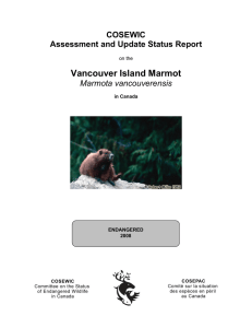 Updated status report for the Vancouver Island marmot