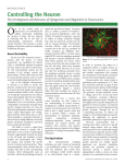 Controlling the Neuron - The Dartmouth Undergraduate Journal of