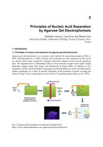 Principles of Nucleic Acid Separation by Agarose Gel Electrophoresis