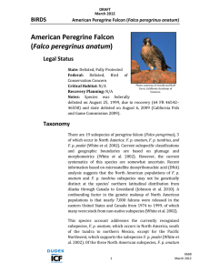 American Peregrine Falcon (Falco peregrinus anatum)