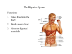 Chemical digestion - Mater Academy Charter Middle/ High