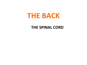 Spinal cord