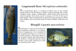 Largemouth Bass: Micropterus salmoides Bluegill: Lepomis