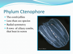 Phylum Platyhelminthes Flatworms