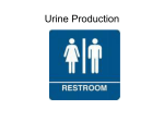 Urine Production - Appoquinimink High School