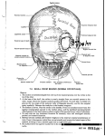 7-9 SKULL FROM BEHIND (NORMA OCCIPITALIS)