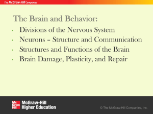 The Brain and Behavior: