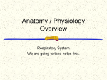 Respiratory System Notes