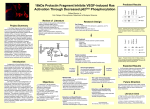 16kDa Prolactin Fragment Inhibits VEGF