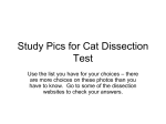 Cat Dissection Photos