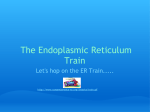 The Endoplasmic Reticulum Train